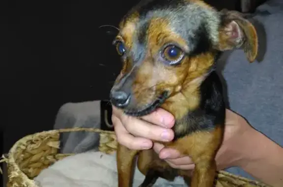 Chiot pinscher trouvé à Lafitte - photo