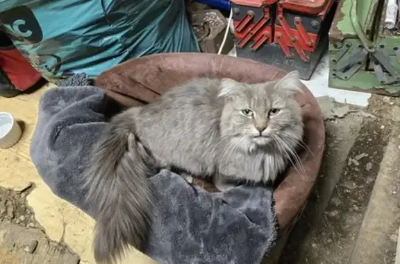 Chaton gris trouvé à Échouboulains - photo