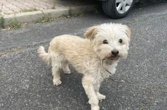 Chien trouvé Frontignan, photo: Chien blanc perdu à Frontignan
