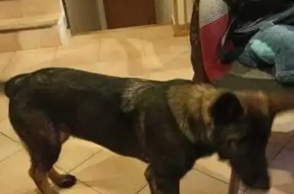 Animaux trouvés Villelaure, photo: Chiot Berger Allemand Perdu