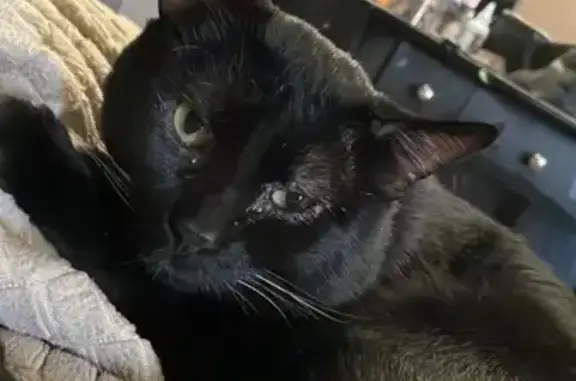 Lost Cat Max: Black & White, Unique Whiskers!