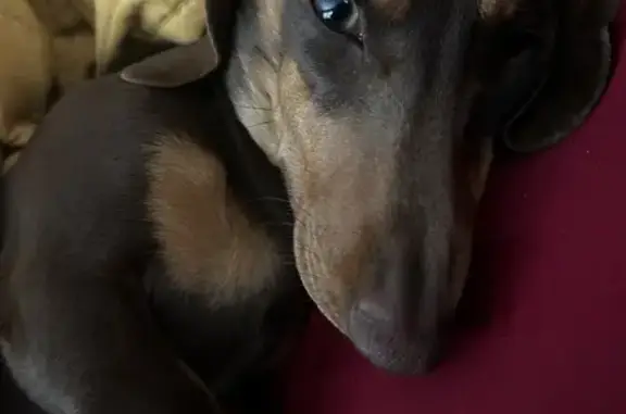 Lost Dachshund: Rust & Tan - Unique Toes!