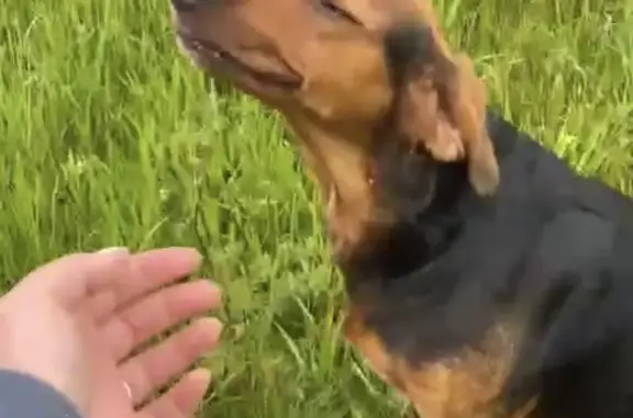 Chien craintif trouvé au Bec-de-Mortagne - photo