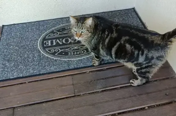 Animaux trouvés Argences, photo: Chat tigré doux trouvé à Argences