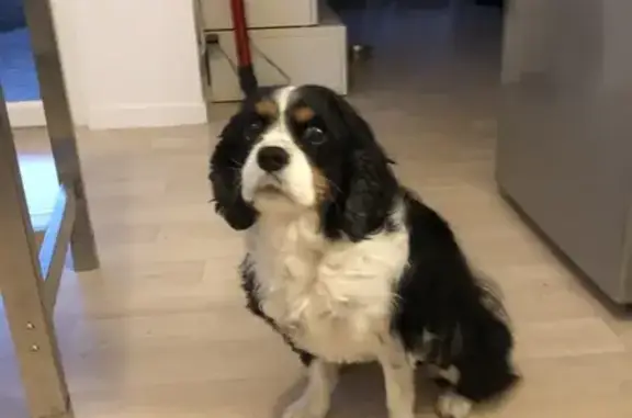 Chien perdu Plouarzel, photo : Chien Cavalier perdu à Plouarzel