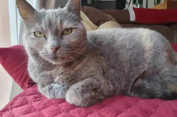 Chat perdu, Le Revest-les-Eaux, photo: Chat perdu: Européen, 12 ans, pucé