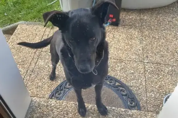 Chien obéissant trouvé à Chapeiry - photo