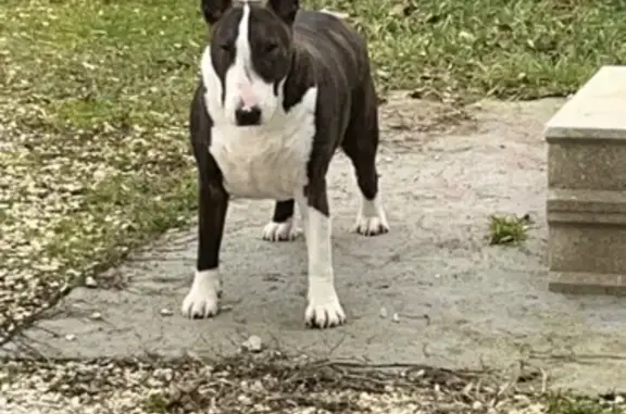 Chien perdu , photo : Bull Terrier perdu à Asnières