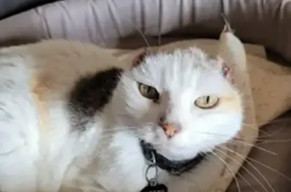 Animaux perdus Cournon-d'Auvergne, photo: Chatte blanche perdue à Cournon