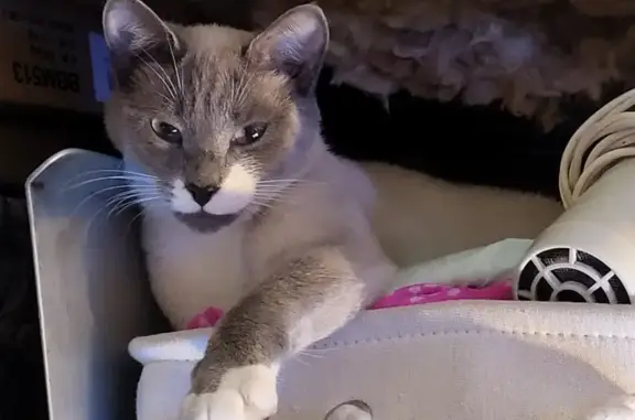Lost Cat: Young Grey/White Siamese - Fife