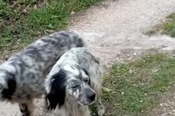 Chien Seter perdu à La Vialette - photo
