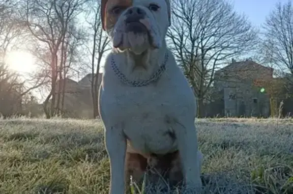 Animaux perdus , photo: Chien fui à Ste Pexine - Rouge