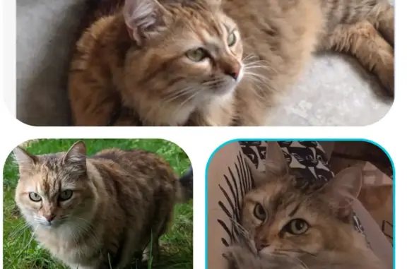 Animaux perdus Lyon, photo: Chatte tigrée perdue à Lyon