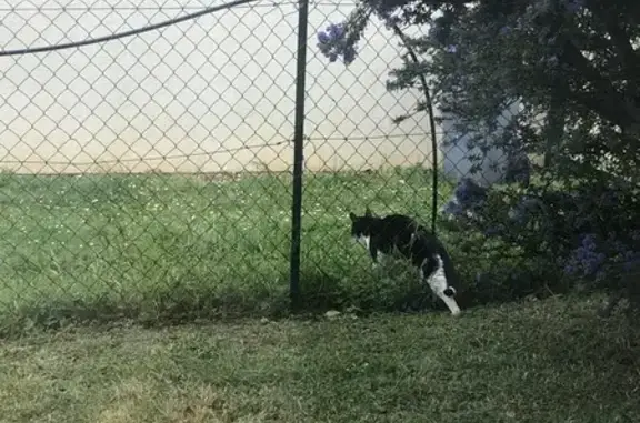 Chat noir et blanc trouvé maigre - photo