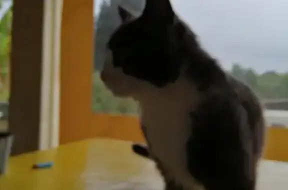 Chat noir et blanc docile trouvé - photo