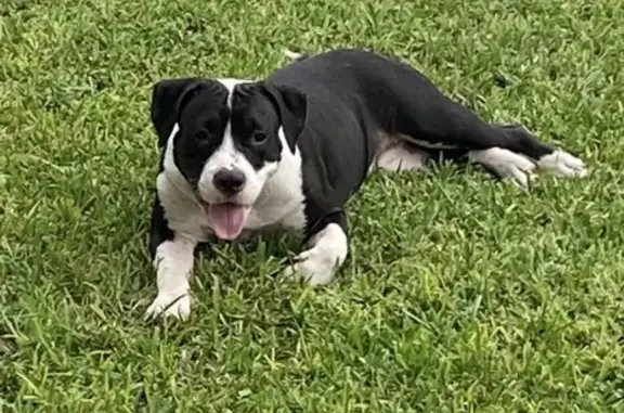 Lost Dogs in Cape Coral - Help Find Them!