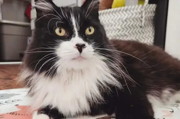 Lost Senior Tuxedo Cat in Columbus - Help!