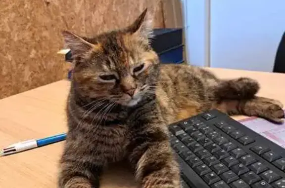 Animaux trouvés Bouaye, photo: Chatte rousse/noire perdue à Bouaye