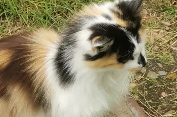 Chat trouvé Imphy, photo: Chat perdu à Imphy retrouvé