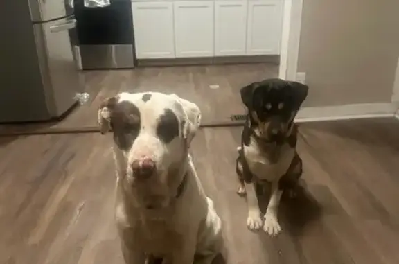 Lost Male Dogs: White & Tri-color - South Richardson