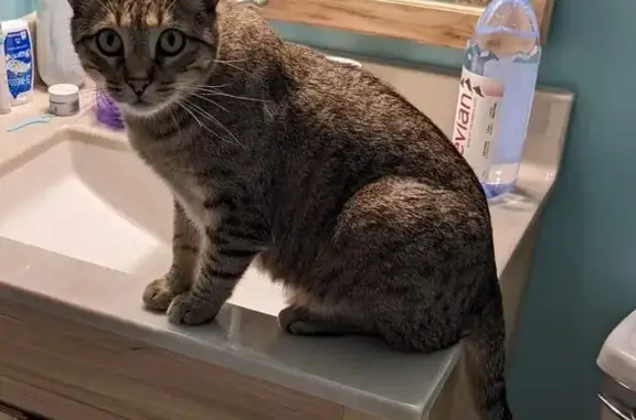 Lost Timid Tabby: Green Eyes on 118th St