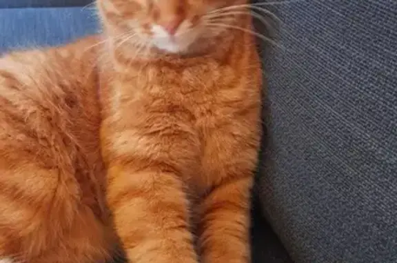 Chat roux collier trouvé à Sainte-Euphémie - photo