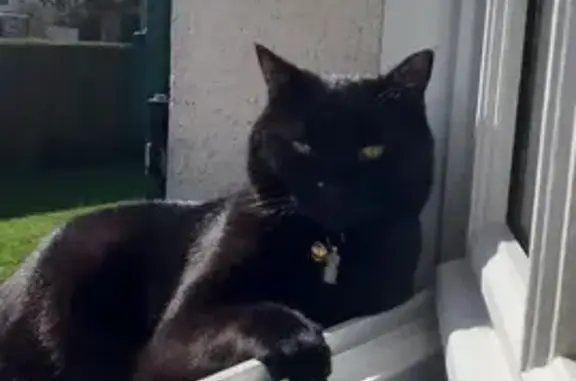 Chat noir ELIOT perdu - St-Sulpice - photo