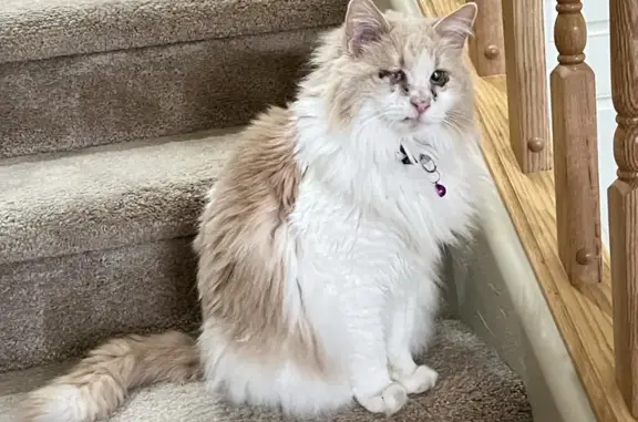 Lost Cat: Unique-Eyed, Fluffy - Chandler, AZ