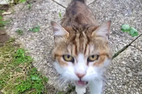 Chat perdu à Héricourt retrouvé - photo