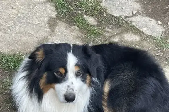 Chien perdu , photo : Berger australien Tiloup perdu