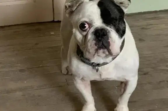 Chien âgé unilatéral perdu à Cuzac - photo