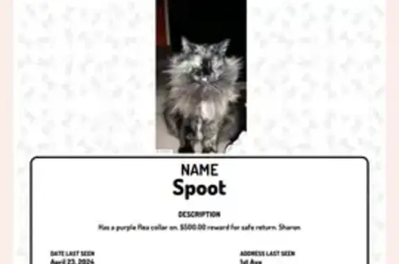 Lost Senior Tortie Cat - Reward! Lenoir City