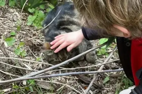 Chat perdu retrouvé au jardin - photo