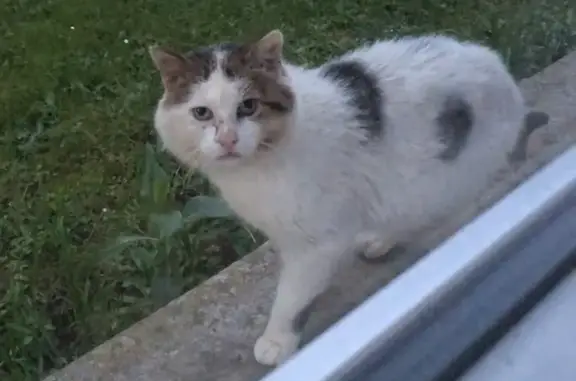 Chat Timide disparu à Rumigny - photo
