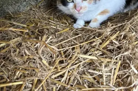 Chat craintif trouvé à Saint-Jean - photo