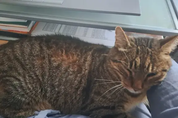 Animaux perdus Villenave-d'Ornon, photo: Chat Indigo gris tigré perdu