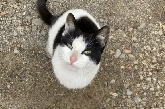 Chatte noire/blanche trouvée à Pinay - photo