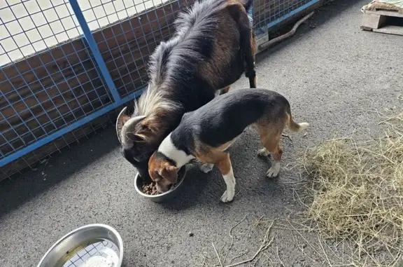 Animaux trouvés , photo: Chien et bouc errants sauvés