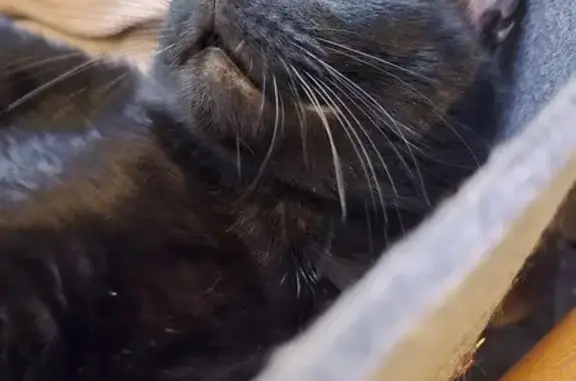 Chat non castré trouvé à Nîmes - photo