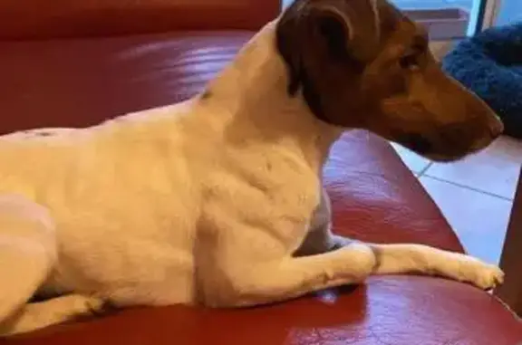 Chien perdu: Jack femelle blanche/marron - photo