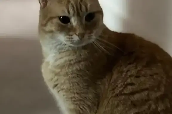 Animaux perdus Loches, photo: Chat roux tigré perdu à Loches