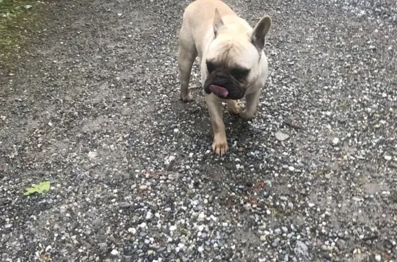 Chien épagneul trouvé à Saint-Jean - photo