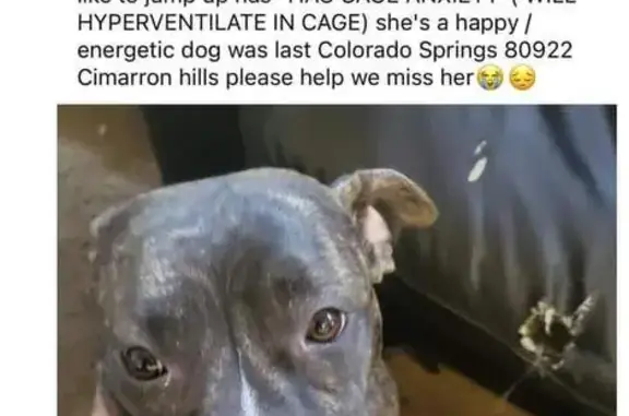 Lost Pup in Colorado Springs - Help Find!