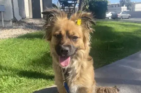 Lost Puppy Alert: Chi-Terrier Mix in Glendale