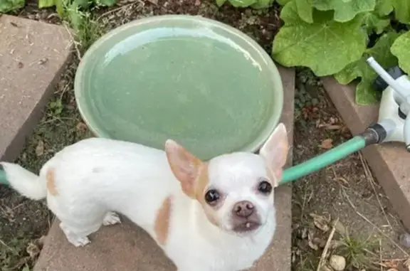 Lost Chihuahua in Turner, OR - Help Find Her!