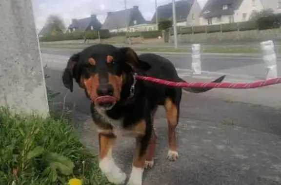 Chiot perdu à Loudéac retrouvé - photo