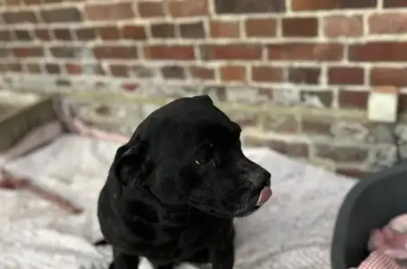 Chien trouvé , photo: Chienne staff-labrador trouvée
