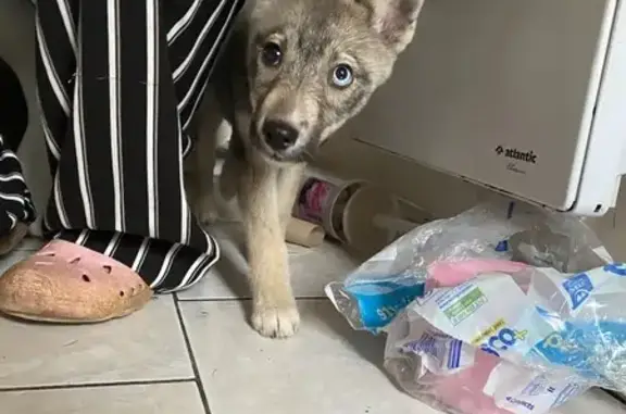 Chien trouvé , photo: Trouvée: Chiot Husky/Loup, Eure-et-Loir