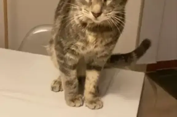 Chat perdu retrouvé à Royan - photo