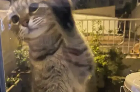 Animaux trouvés Vénissieux, photo: Chaton tigré trouvé à Vénissieux